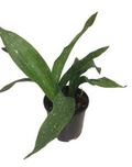 8" Aspidistra Milkyway Cast Iron